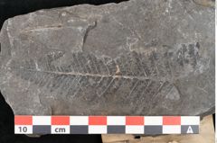 Foto (Detailansicht) von Cyatheites oreopteridis Goeppert (NHMW-GEO-2024-0188-11290)